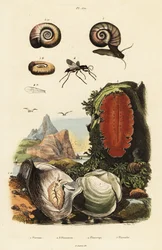 Huître, guêpe araignée et escargot