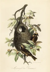 Rémiz penduline et nid en sac