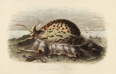 Porcelaine tigre, Cypraea tigris