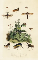 Membracides.,1834-1839 (gravure)