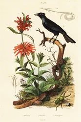 Manucode trompette, coléoptère et dagga sauvage