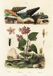 Escargots trompette, coléoptères soldats et Clidemia, 1834-1839 (gravure)