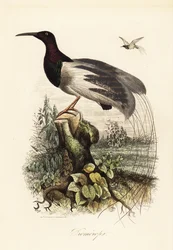 Oiseau de paradis à douze fils, Seleucidis melanoleucus