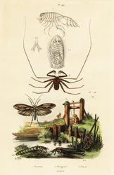 Araignée fouet et phrygane