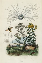 Achillée millefeuille, millepertuis, foraminifères et syrphe, 1834-1839 (gravure)