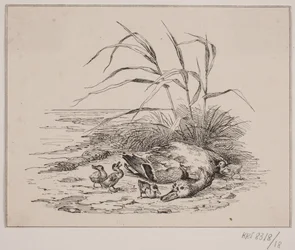 Le canard tué