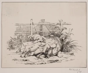 Les cochons