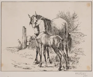 Le cheval et le poulain