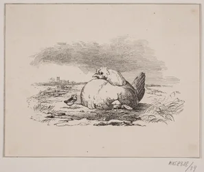Les poussins
