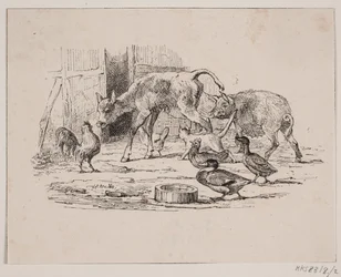 Le veau