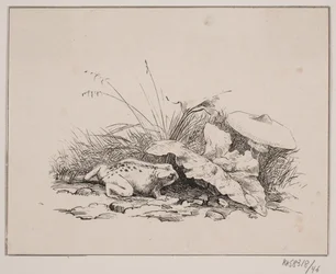 Le crapaud