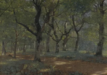 Dans la forêt