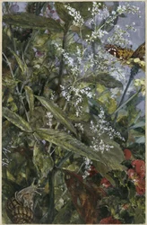 Fleurs avec un papillon et un escargot. Extrait de « L