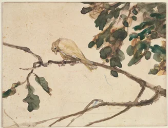 Canari sur une branche de chêne