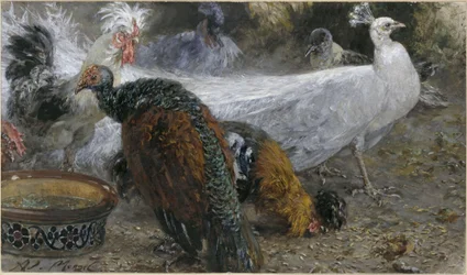 Le paon blanc avec une dinde et des poules. De l