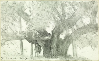 Le tilleul millénaire du monastère de Lorch