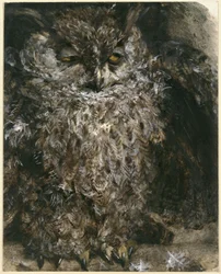Le hibou moyen-duc. Extrait de l
