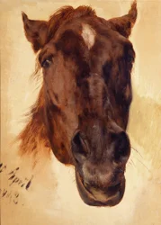 Tête de cheval