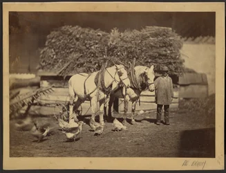 [Scène de ferme]
