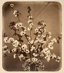 Nature morte florale