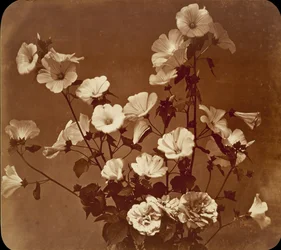 [Étude de fleur, Rose de Sharon]