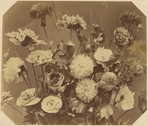 [Fleurs]