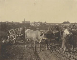 [Un homme avec des bœufs]