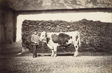 [Prix Bull]
