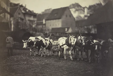 Sans titre (Animaux de la ferme)