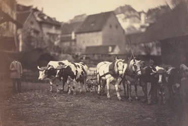 Sans titre, animaux de la ferme
