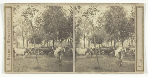 Sans titre [vaches]