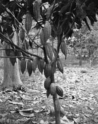 Cacaoyer, Jamaïque, vers 1905