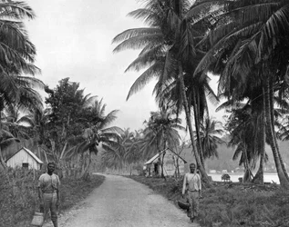 Bosquet de cocotiers, Port Antonio, Jamaïque, vers 1905