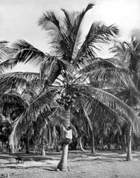 Récolte de noix de coco, Jamaïque