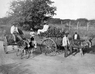 Chariots en bois, Jamaïque