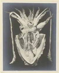 Anatomie de la seiche