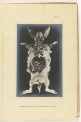 Lapin ouvert avec organes visibles