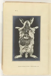 Lapin ouvert avec les organes visibles