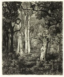 Vieux chênes à Bas Bréau