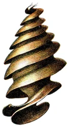 Capsule d