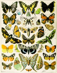 Illustration de papillons et de mites vers 1923 (lithographie)