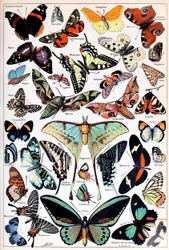 Illustration de papillons et de mites vers 1923