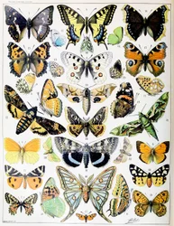 Illustration de papillons et de mites vers 1923