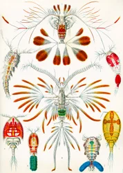 Illustration de copépodes vers 1909