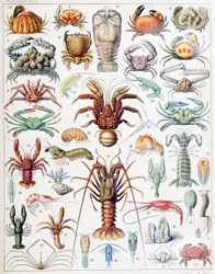 Illustration de crustacés vers 1923
