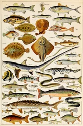 Illustration de poissons comestibles vers 1923