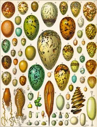 Illustration d
