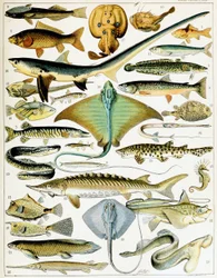 Illustration de poisson c.1923