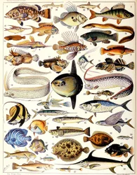 Illustration de poissons marins vers 1923