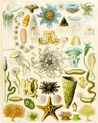 Illustration d